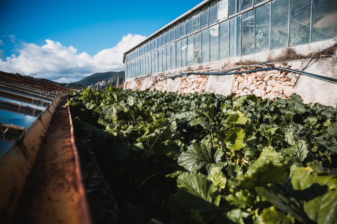 Agriturismo Rose Di Pietra 皮特拉利古 外观 照片